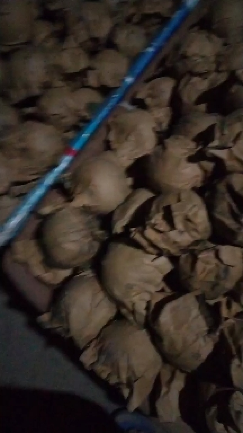 皇冠梨，净树梨，三量以上净树梨。大量有货，