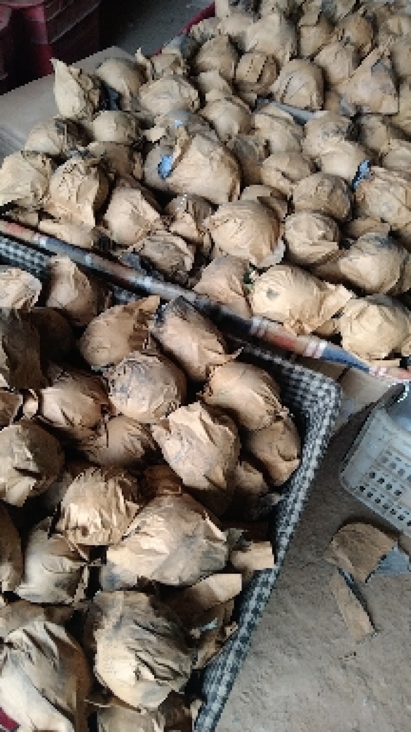 皇冠梨，净树梨，三量以上净树梨。大量有货，