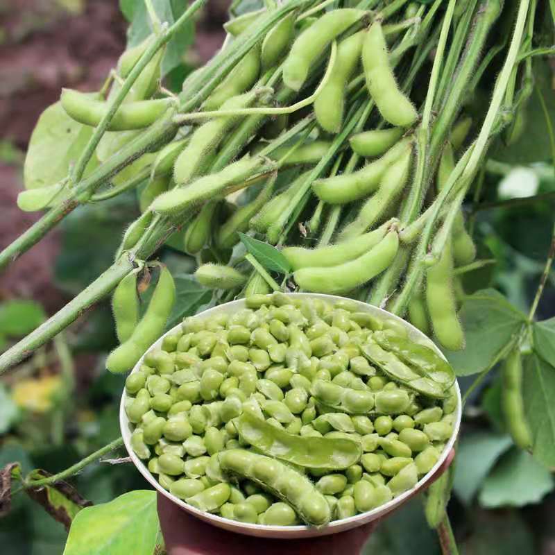 【推荐】江苏新鲜手工毛豆粒大量上市品质保证欢迎来电