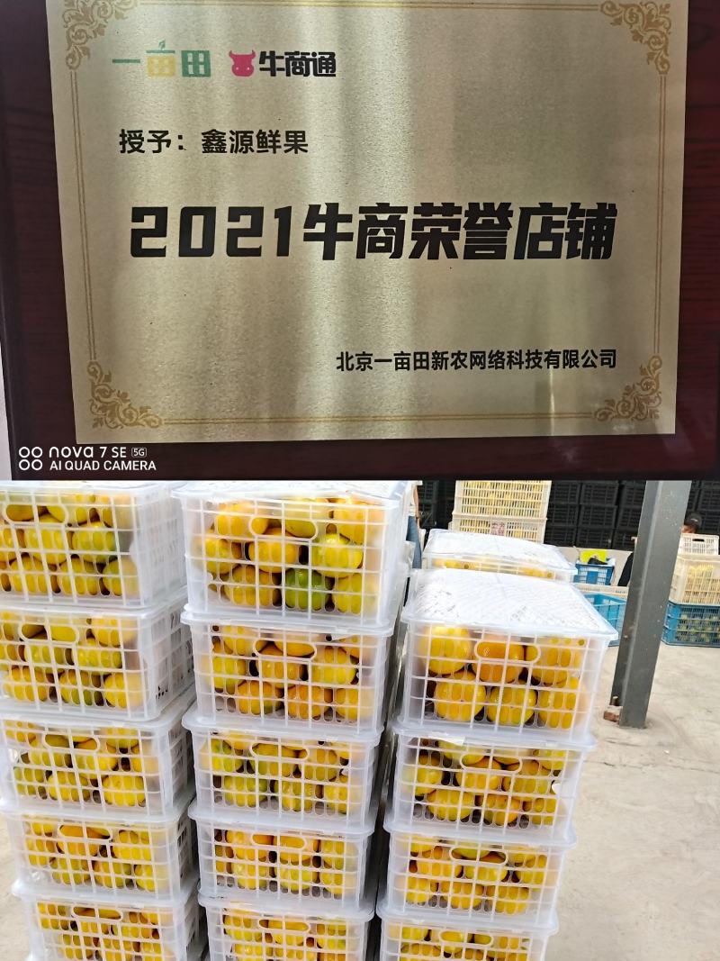 小叶橘果园直采皮薄多汁口感甜蜜水分足价格美丽