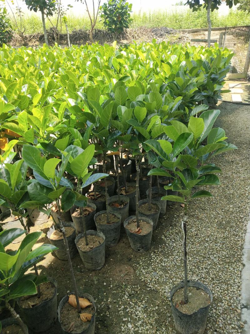 马来西亚一号菠萝苗50一80CM嫁接苗中杯发货，四季结果