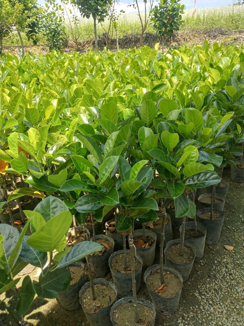 马来西亚一号菠萝苗50一80CM嫁接苗中杯发货，四季结果