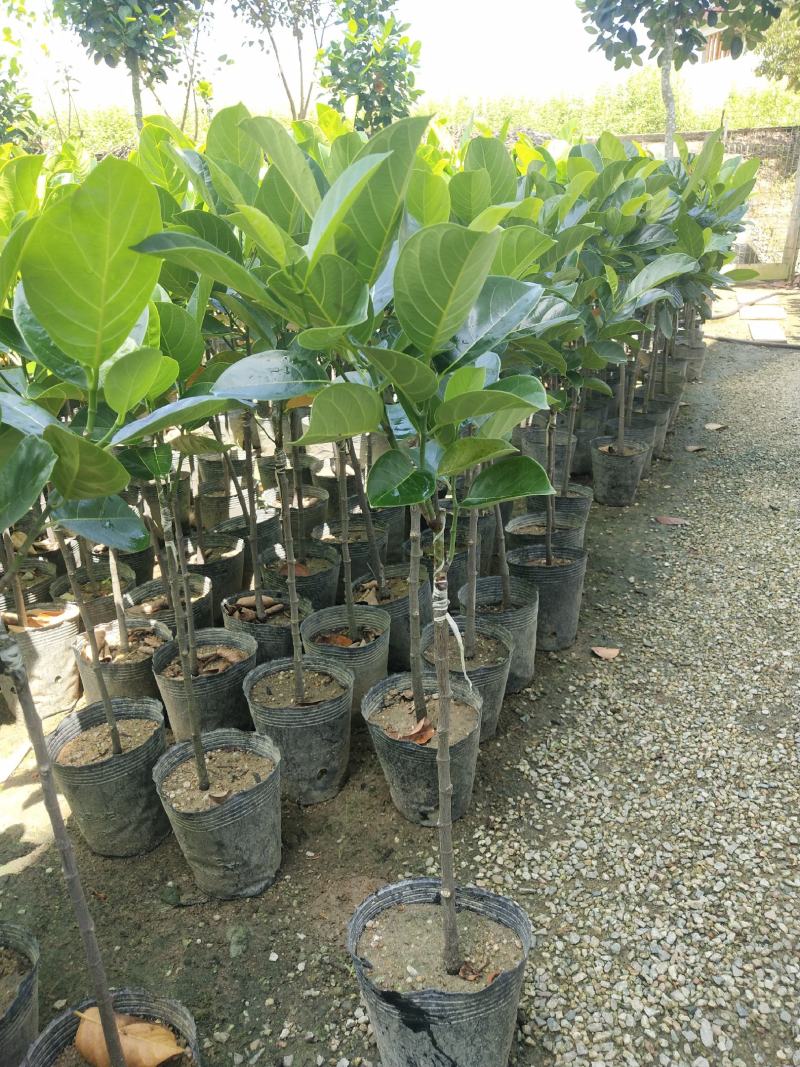 马来西亚一号菠萝苗50一80CM嫁接苗中杯发货，四季结果