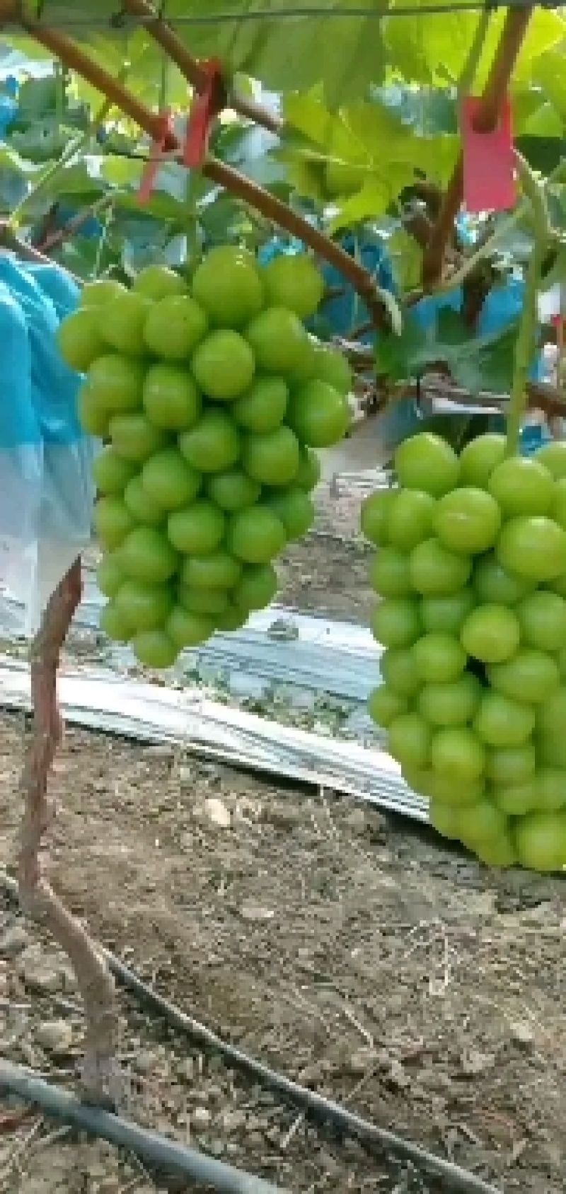 阳光玫瑰，颗粒大，串型好，口感纯甜，万亩基地
