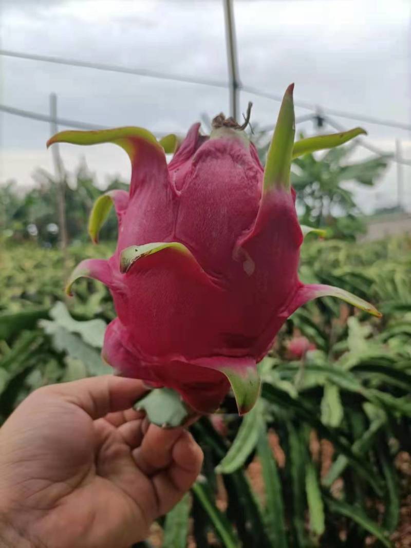 火龙果金都一号大量上市，欢迎全国各地老板前来选购