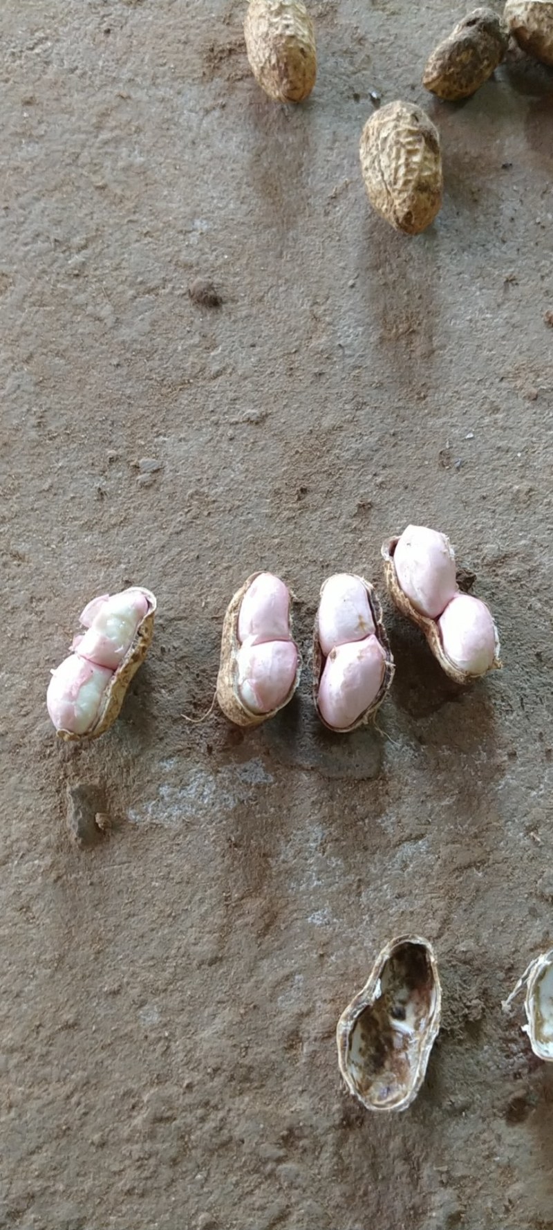 鲜花生