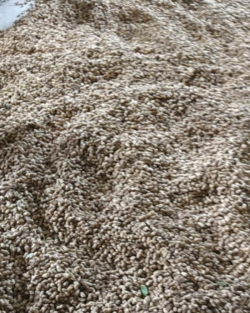 鲜花生