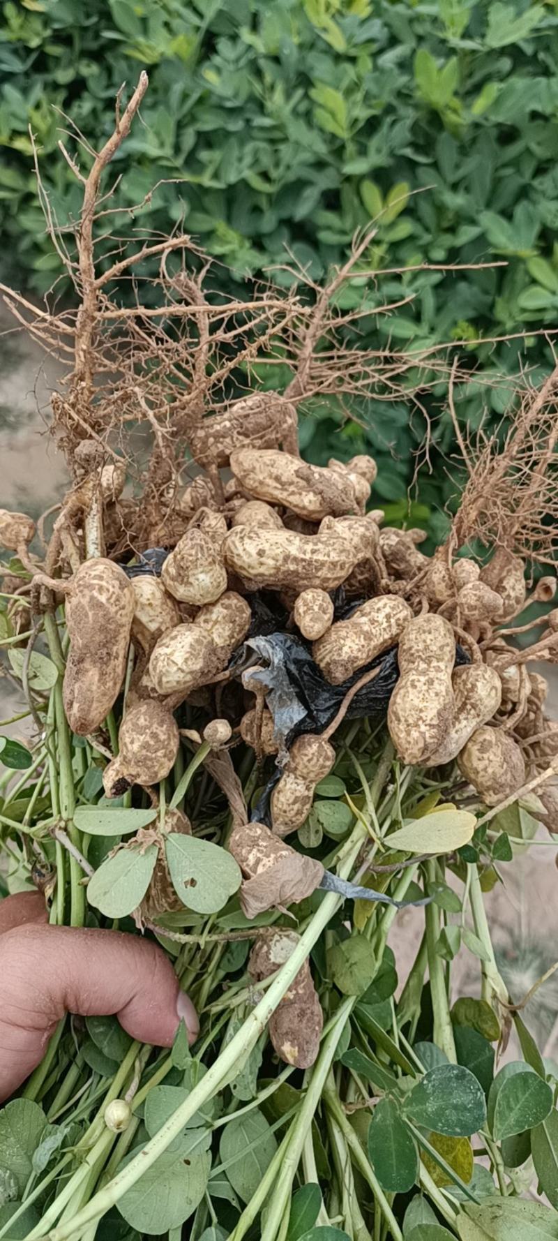 鲜花生