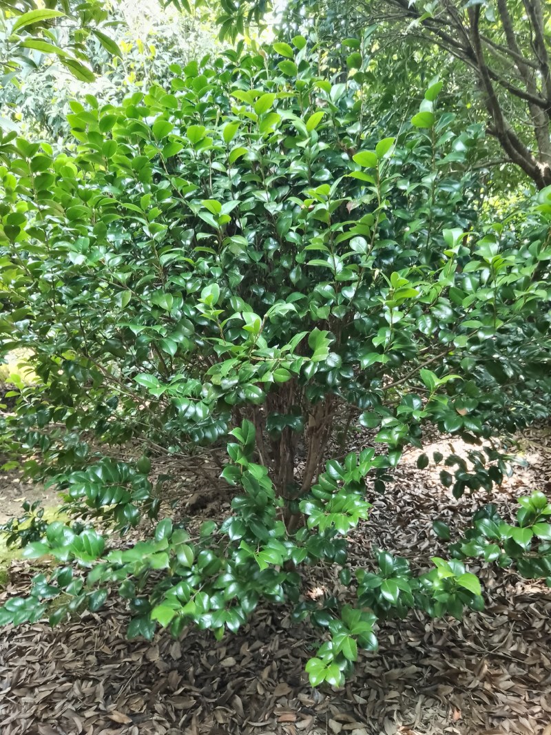 茶花树，高矮分支，嫁接或原生冠幅大量供应！