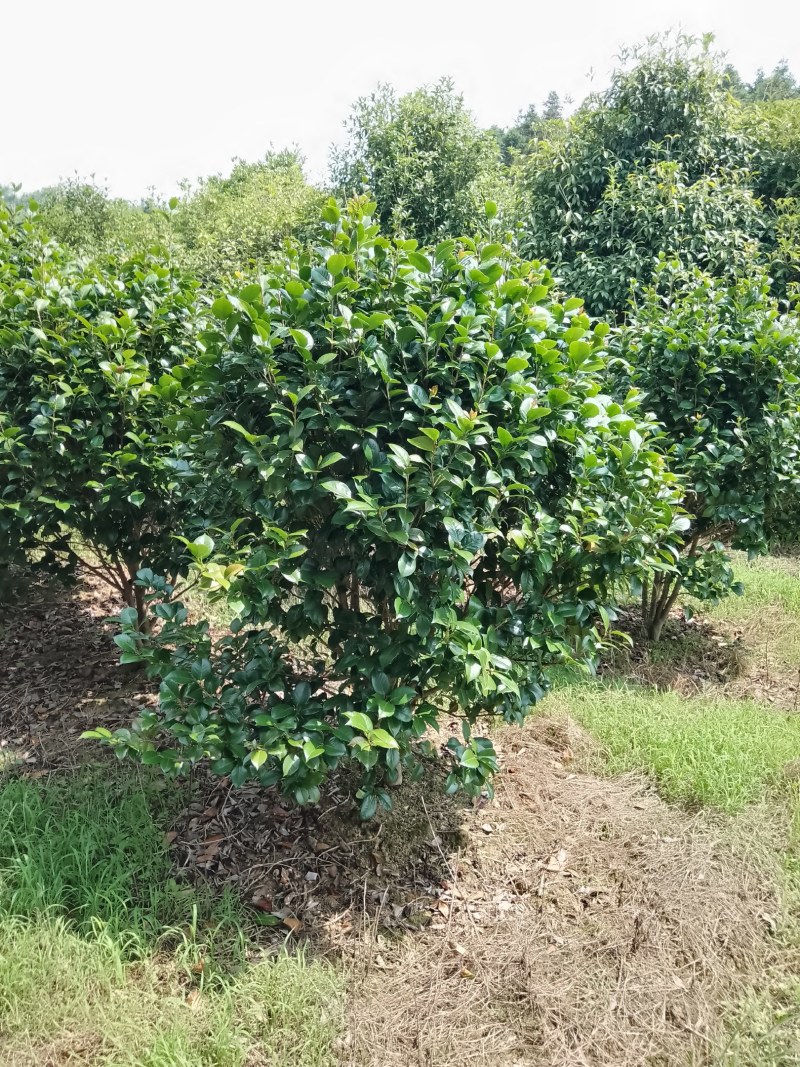 茶花树，高矮分支，嫁接或原生冠幅大量供应！