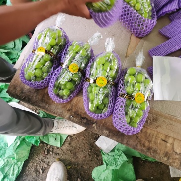 萧县优质阳光玫瑰葡萄，一手货源，保正质量，诚信代办