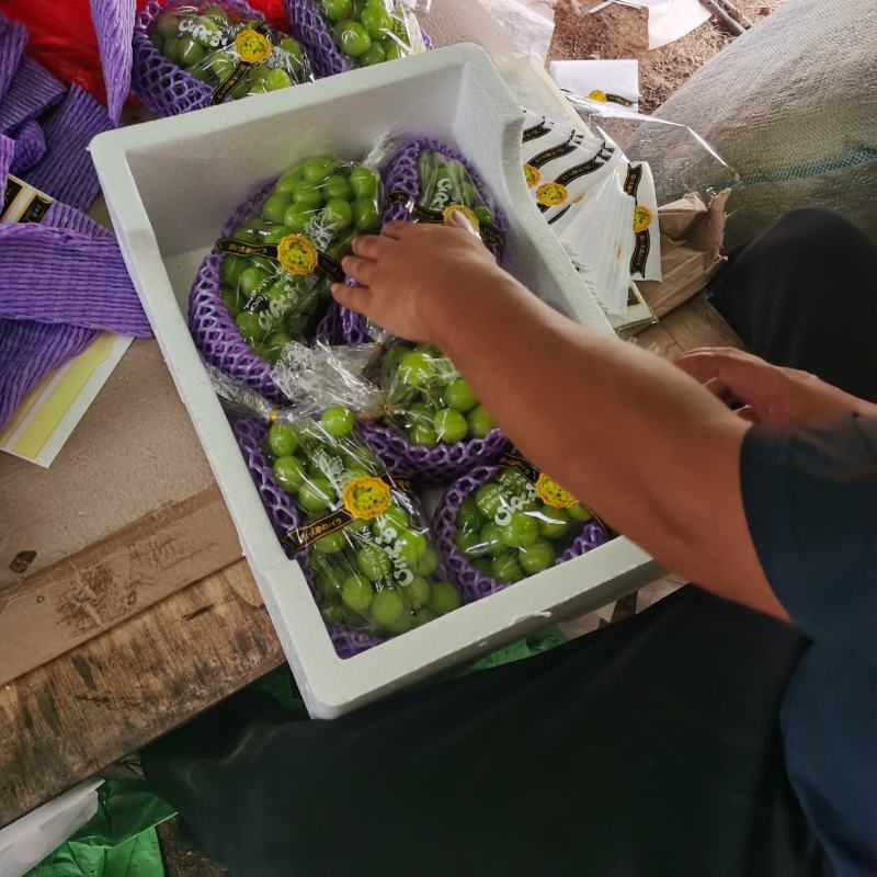 萧县优质阳光玫瑰葡萄，一手货源，保正质量，诚信代办