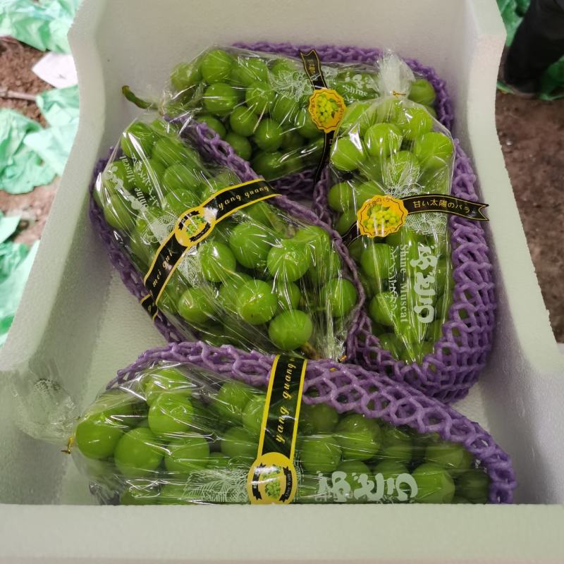 萧县优质阳光玫瑰葡萄，一手货源，保正质量，诚信代办