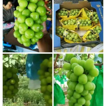 阳光玫瑰葡萄，脆甜可口，颜色亮，甜度高，