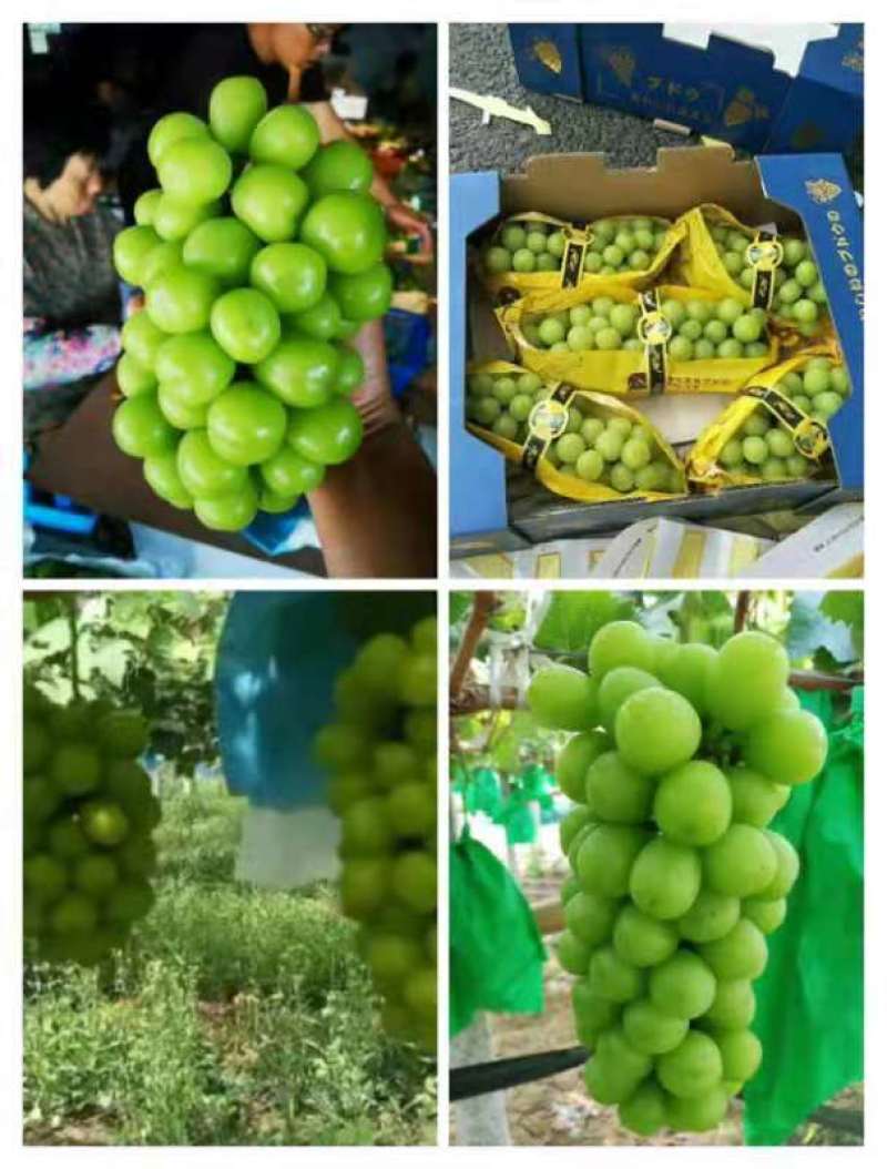 阳光玫瑰葡萄，脆甜可口，颜色亮，甜度高，