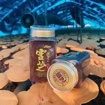 东北长白山大兴安岭灵芝孢子粉特级头茬头道颗粒片状批发源头