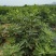 布兰瑞克无花果苗特大无花果树苗青皮无花果树南北方种植批发
