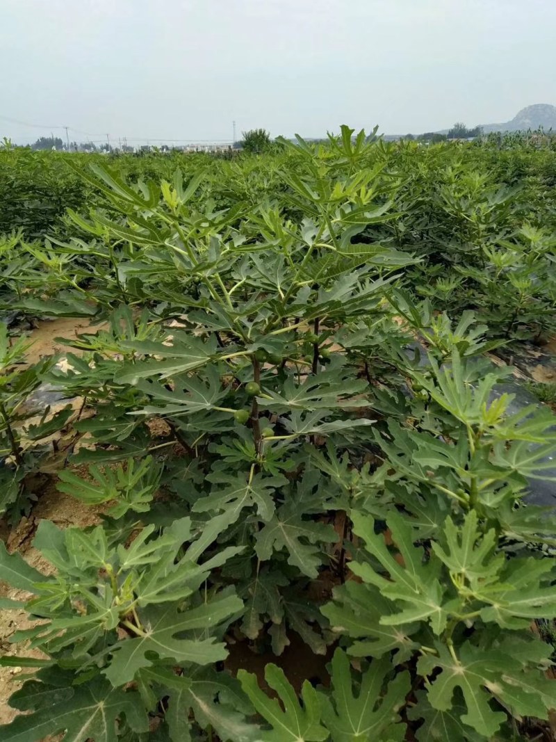 布兰瑞克无花果苗特大无花果树苗青皮无花果树南北方种植批发