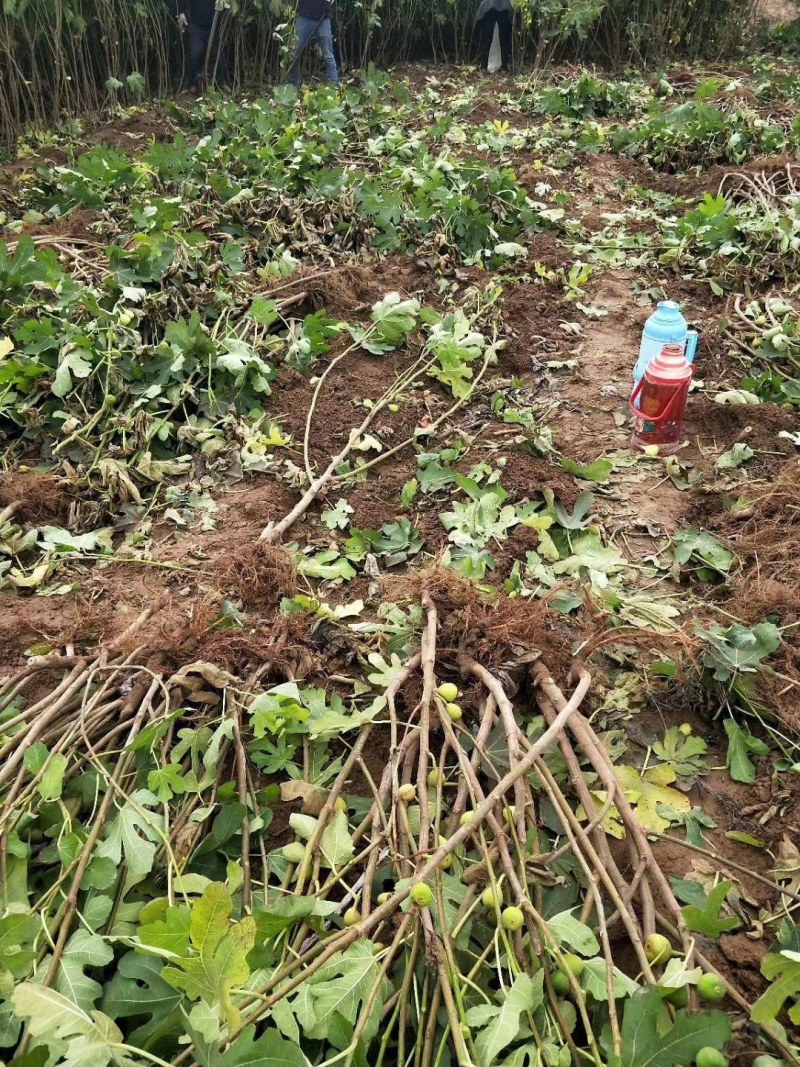 布兰瑞克无花果苗特大无花果树苗青皮无花果树南北方种植批发