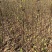 布兰瑞克无花果苗特大无花果树苗青皮无花果树南北方种植批发