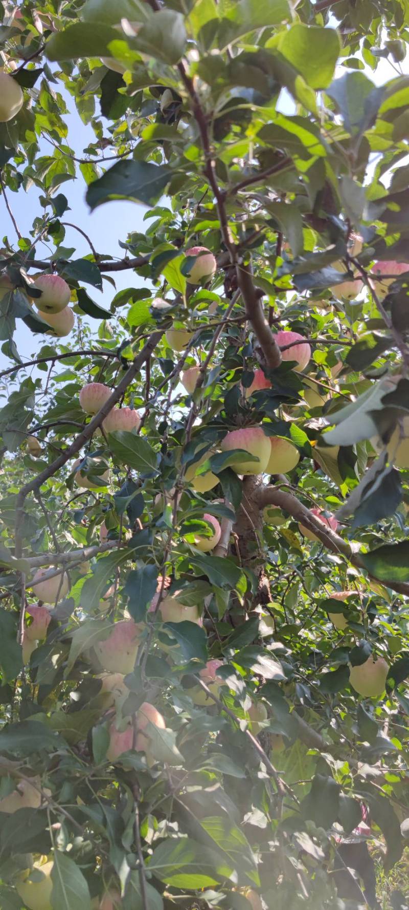 苹果