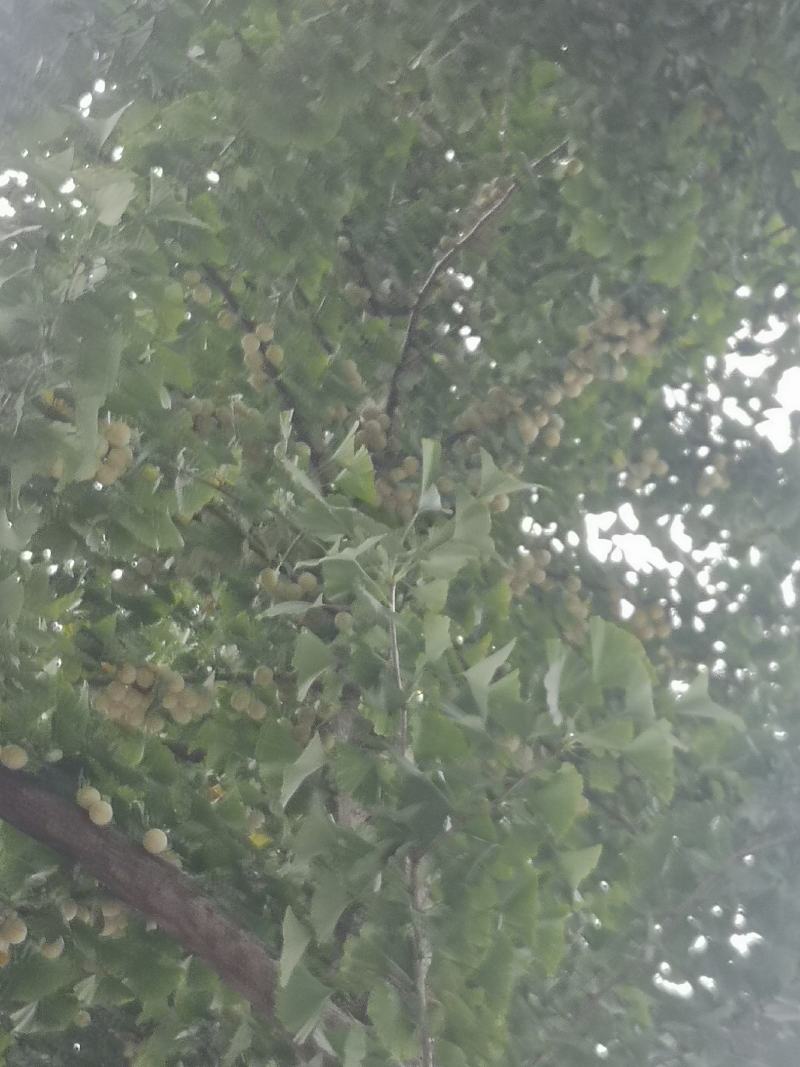 白果