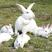 伊拉兔肉兔各种规格都有包成活包繁殖包回收
