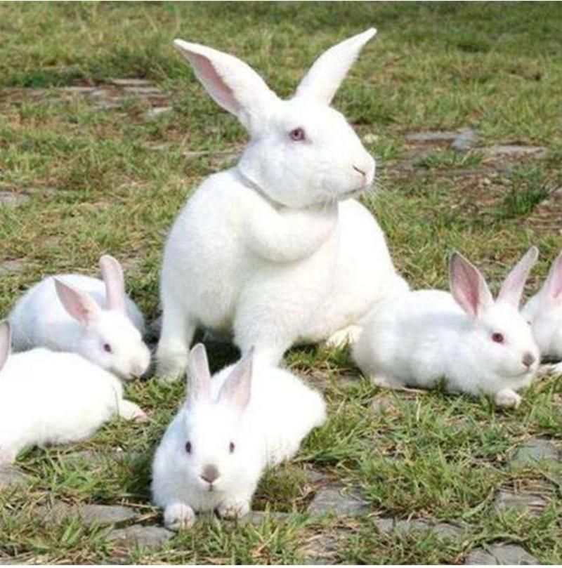 伊拉兔肉兔各种规格都有包成活包繁殖包回收