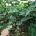 布兰瑞克无花果苗特大无花果树苗南北方盆栽地栽当年结果果树