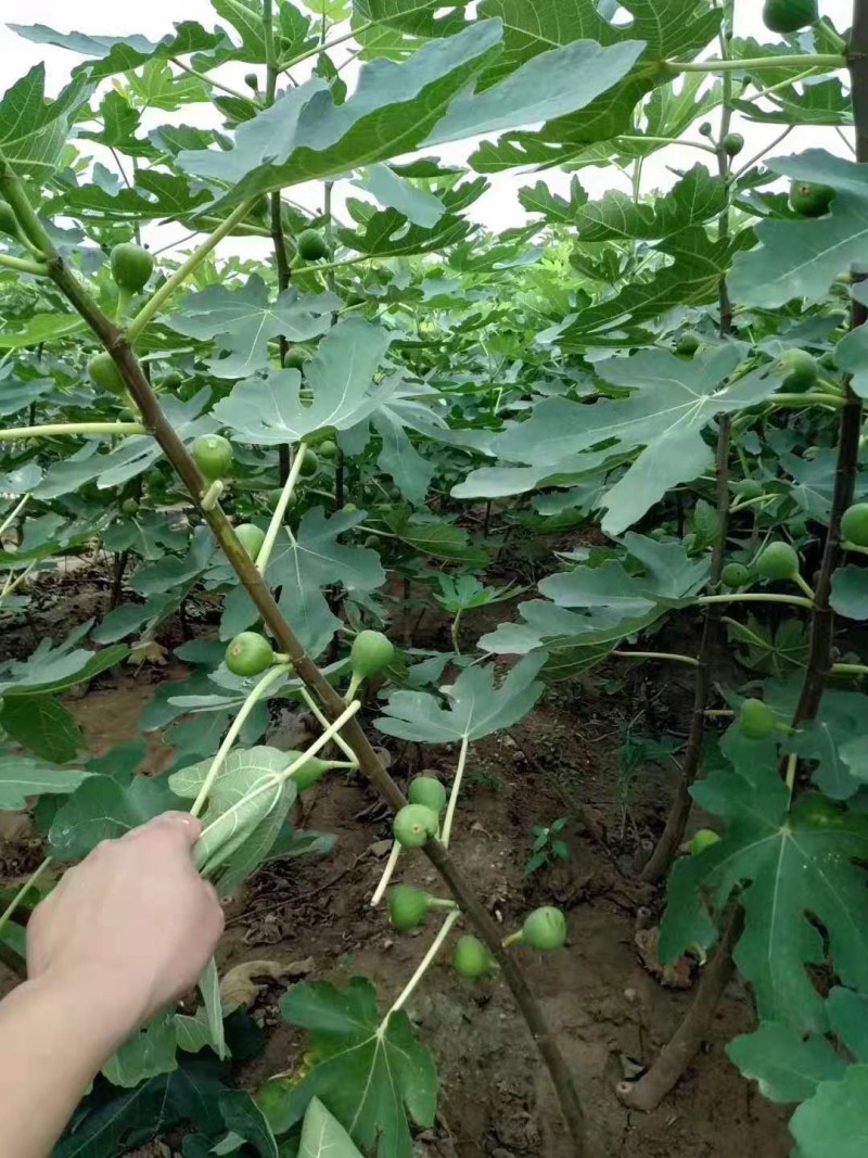布兰瑞克无花果苗特大无花果树苗南北方盆栽地栽当年结果果树