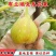 布兰瑞克无花果苗特大无花果树苗南北方盆栽地栽当年结果果树