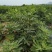 布兰瑞克无花果苗特大无花果树苗南北方盆栽地栽当年结果果树