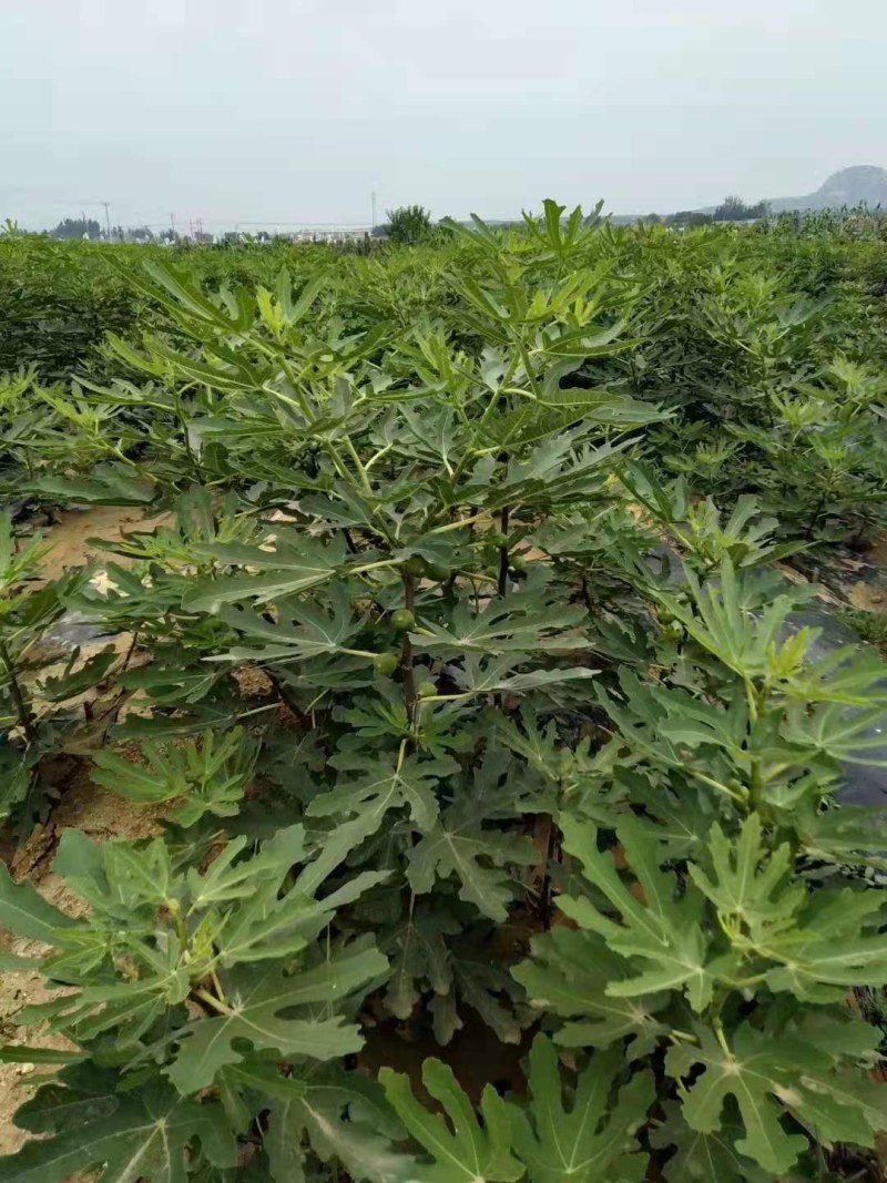 布兰瑞克无花果苗特大无花果树苗南北方盆栽地栽当年结果果树