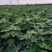 布兰瑞克无花果苗特大无花果树苗南北方盆栽地栽当年结果果树