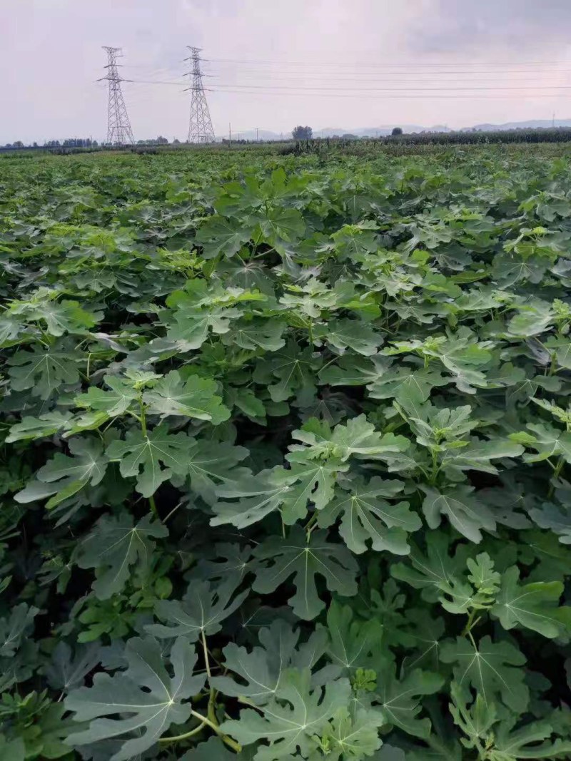 布兰瑞克无花果苗特大无花果树苗南北方盆栽地栽当年结果果树