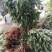 布兰瑞克无花果苗特大无花果树苗南北方盆栽地栽当年结果果树