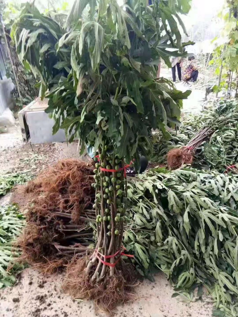 布兰瑞克无花果苗特大无花果树苗南北方盆栽地栽当年结果果树