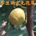 布兰瑞克无花果苗特大无花果树苗南北方盆栽地栽当年结果果树