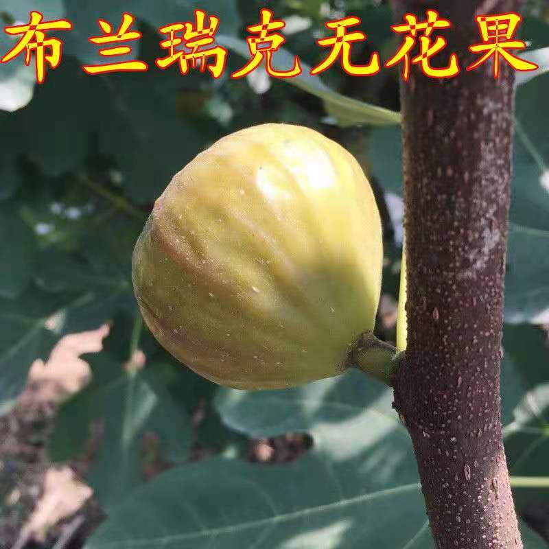 布兰瑞克无花果苗特大无花果树苗南北方盆栽地栽当年结果果树