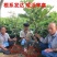 布兰瑞克无花果苗特大无花果树苗南北方盆栽地栽当年结果果树