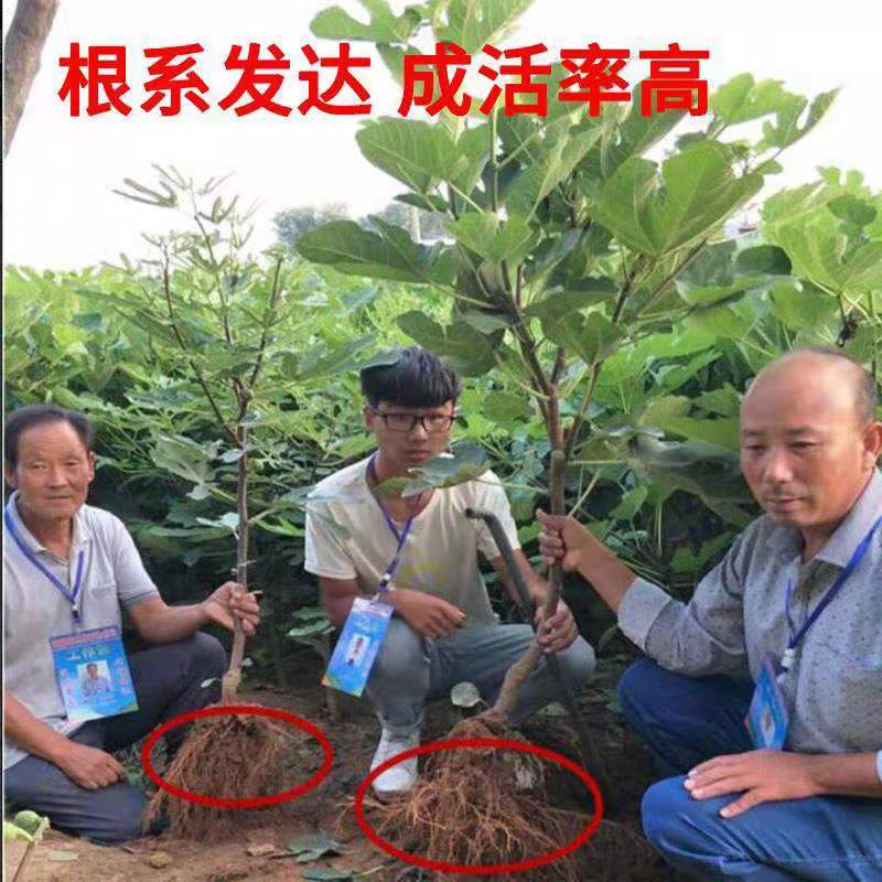布兰瑞克无花果苗特大无花果树苗南北方盆栽地栽当年结果果树