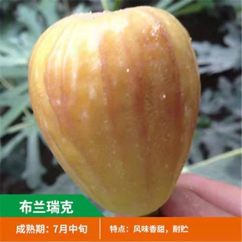 布兰瑞克无花果苗特大无花果树苗南北方盆栽地栽当年结果果树