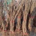 布兰瑞克无花果苗特大无花果树苗南北方盆栽地栽当年结果果树