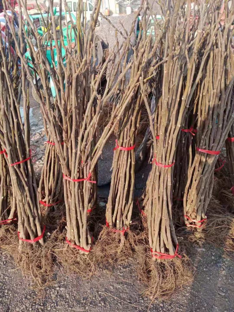 布兰瑞克无花果苗特大无花果树苗南北方盆栽地栽当年结果果树