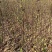 布兰瑞克无花果苗特大无花果树苗南北方盆栽地栽当年结果果树