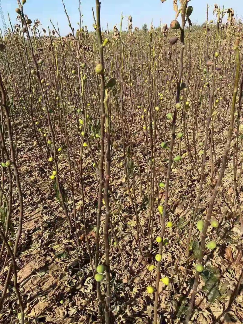 布兰瑞克无花果苗特大无花果树苗南北方盆栽地栽当年结果果树