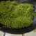 高山莓茶