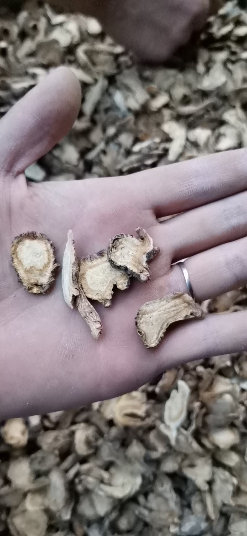 白花信前胡含量好货干净干度好各种规格支持大货批发前胡粉