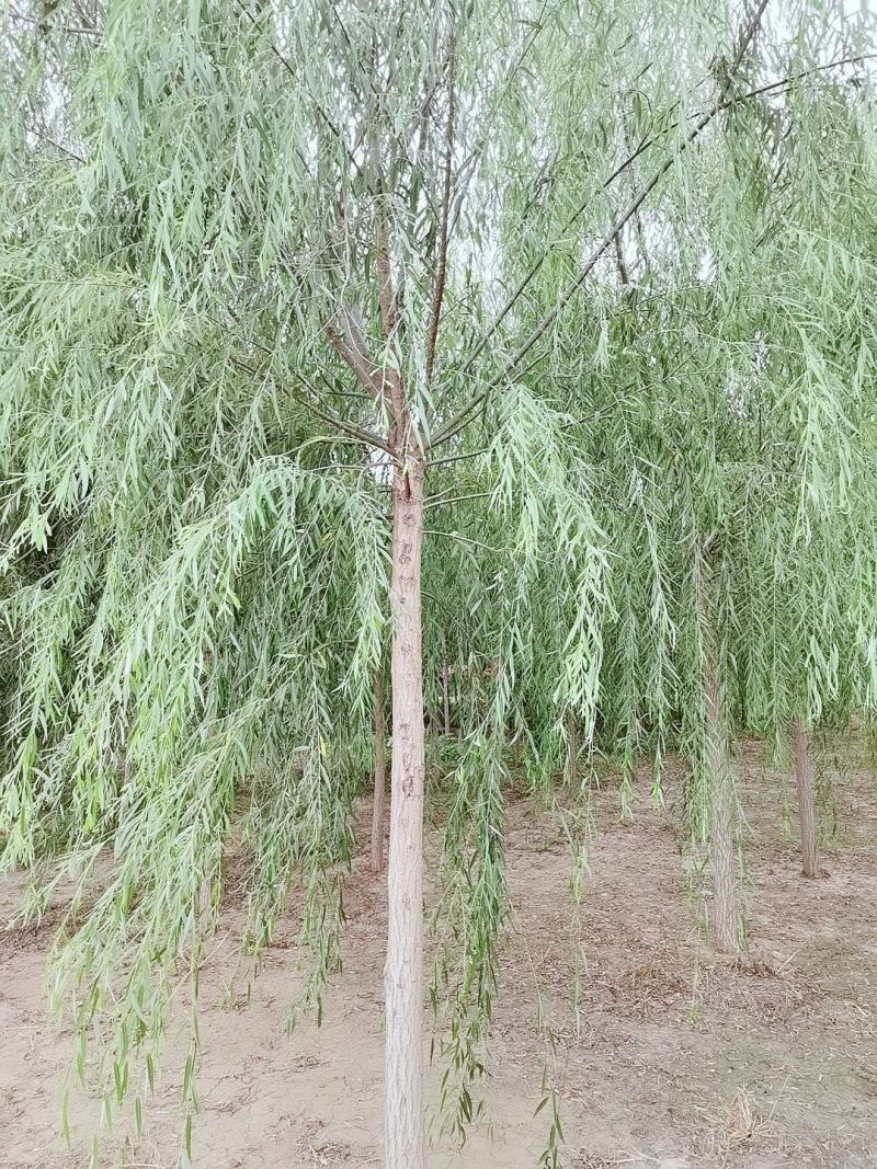 15公分精品原生冠垂柳出售需要的联系绿曦苗圃