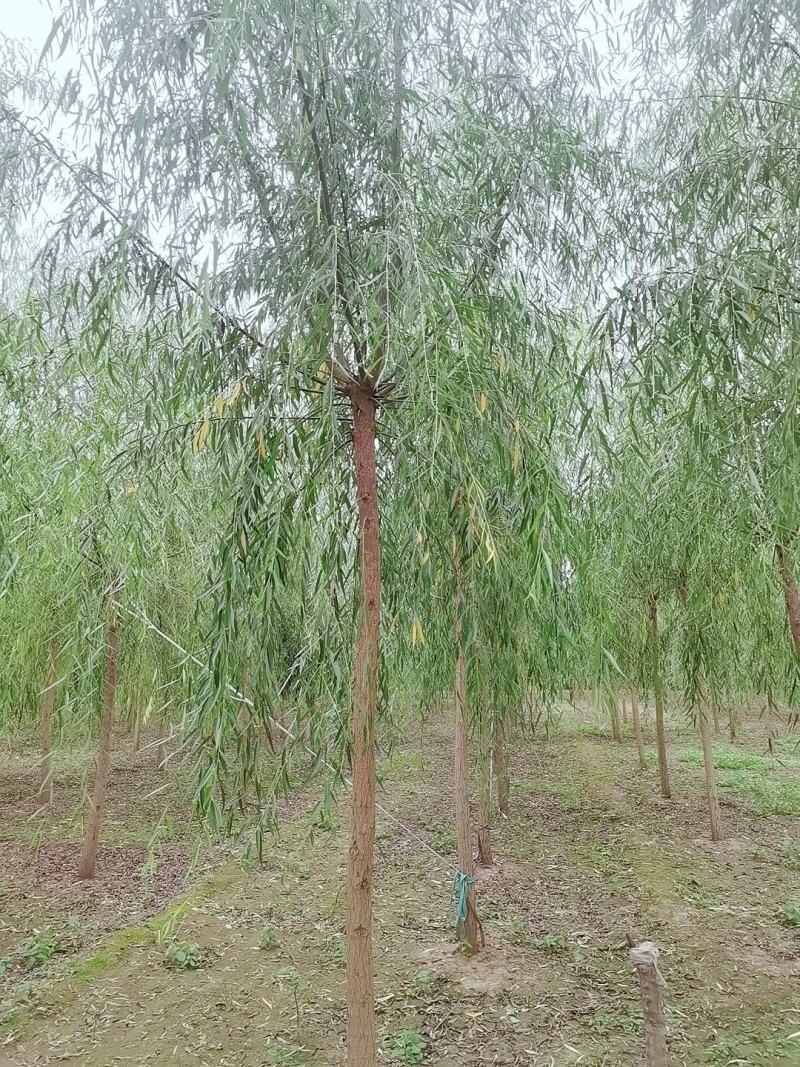 15公分精品原生冠垂柳出售需要的联系绿曦苗圃